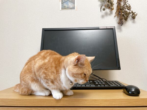 デスクトップパソコンと猫